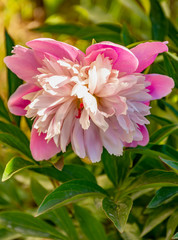 The Surrounding Area Of Vsevolozhsk. Flowering peonies near the temple.