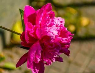 The Surrounding Area Of Vsevolozhsk. Flowering peonies near the temple.