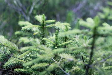 A young saplings of spruce close up. Spruce branches on a green background.