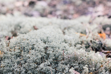 New growth of sphagnum moss and lichen on forest floor like. selective focus  the deep forest