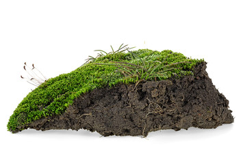 Green moss and pile dirt isolated on a white background