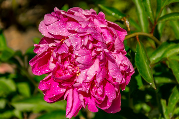 The Surrounding Area Of Vsevolozhsk. Flowering peonies near the temple.