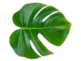 Monstera plant leaf isolated on a white background. Tropical evergreen vine.