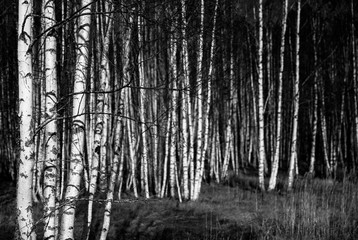 Naklejka premium bw birch trees