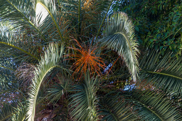 View from below through the crown of a palm tree in the blue sky
