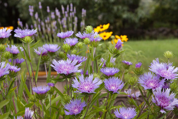 stokesia with rudbeckia lavender 