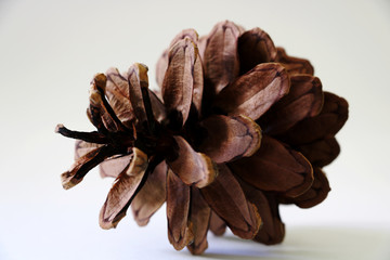 Pine cone isolated on white background