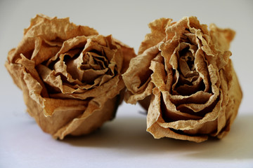 The dried buds of a light rose close up. Isolated
