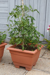 Fototapeta na wymiar Tomatoes plant in plastic flowerpot in a garden during spring