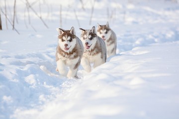 red husky puppies in the snow