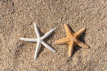 Seashells on the sand by the sea on a sunny day