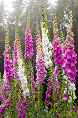 Foxglove digitalis plants on a forest clearing