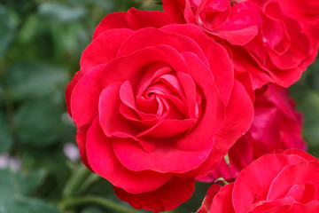 Obraz premium Red roses in a garden during spring