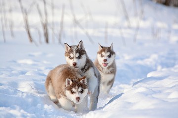 red husky puppies in the snow © Елена Межирова