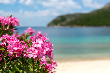 Pink flowers of oleander near the sea