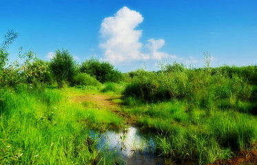 Fototapeta na wymiar rustic landscape with cloud and puddle road bushes summer day.