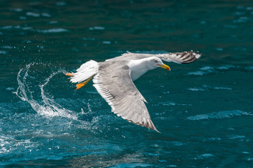 Gull hunting down fish