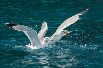 Gull hunting down fish