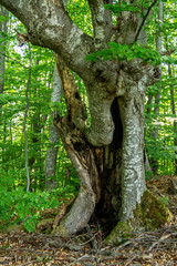 Big hole on giant tree at deep forest