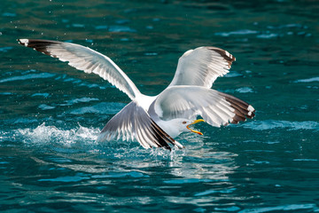 Gull hunting down fish