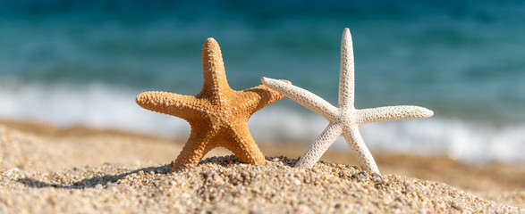 Starfish seashells on the sand by the sea on a sunny day
