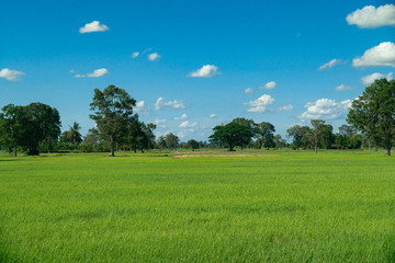 Green rice fields and bule sky background.