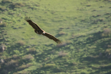 Stunning bird photo. Cinereous vulture / Aegypius monachus. Silhouette of a flying bird on a background of mountains