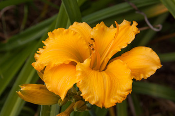 yellow ruffle lily