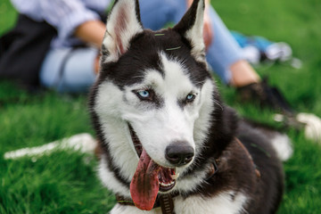 siberian husky in the park