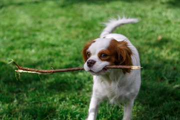 cavalier king charles spaniel playing with a stick in a local dog park on a sunny day