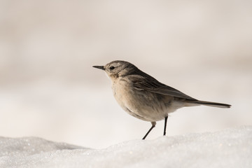Stunning bird photo. Water pipit / Anthus spinoletta