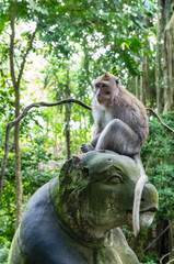 Naklejka na ściany i meble Wild monkey seat on the statue in sacred Monkey Forest Park