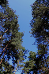 The tops of green trees against the blue sky