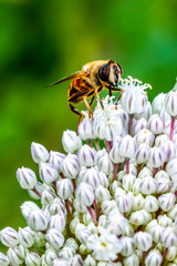 Honey bee on an onion flower in garden