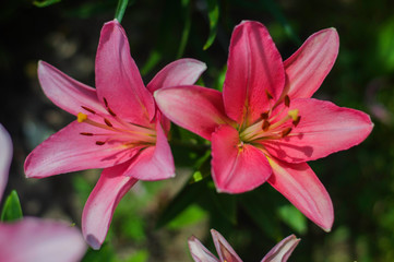 Fototapeta na wymiar Big, link, lily flowers in garden.