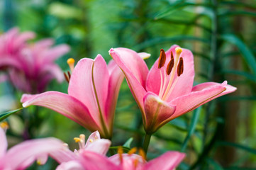 Big, link, lily flowers in garden.