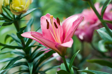 Obraz premium Big, link, lily flowers in garden.
