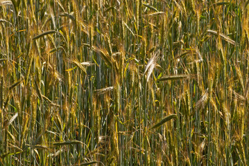 field of green wheat. soft sunshine on the field. lots of young wheat in the field in the summer. the texture of green plants