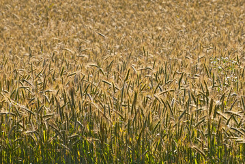 field of green wheat. soft sunshine on the field. lots of young wheat in the field in the summer. the texture of green plants