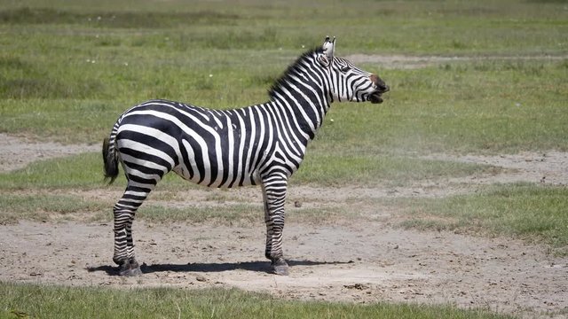 Zebra Lying On The Dusty Ground Then Gets Up And Starts To Laugh