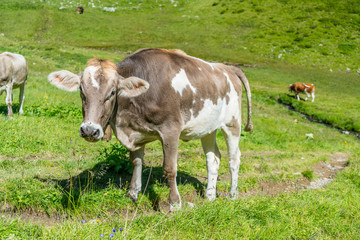 Kuh auf der Alm