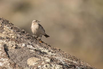 Stunning bird photo. Water pipit / Anthus spinoletta