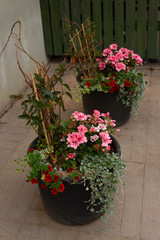 Ornamental and flowering plants - pelargonium, petunia, bindweed planted in large street pots to decorate the yard outside on a summer day.