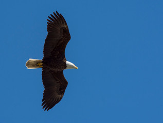 bald eagle in flight, open wings