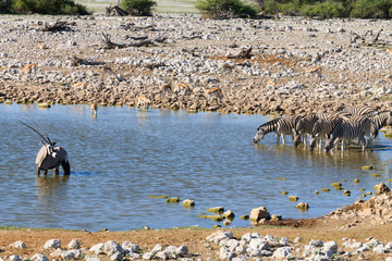 Zebras drinking