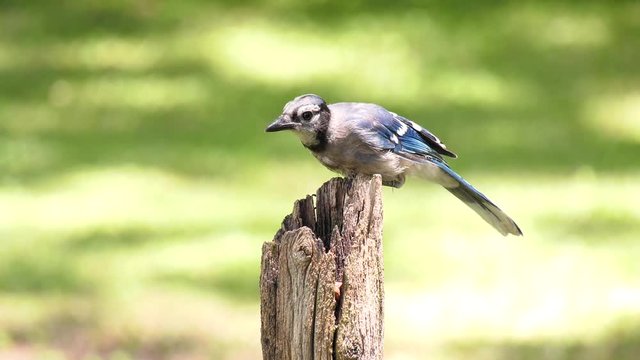 Young blue jay bird eating a peanut