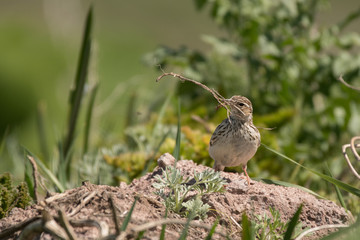 Stunning bird photo. Woodlark / Lullula arborea
