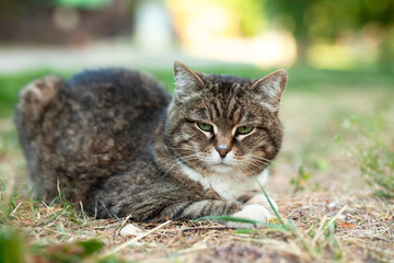 Obraz premium cat on the grass