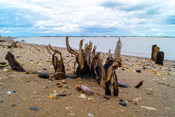 old tree stumps pushing through sand to form abstact patterns on the beach