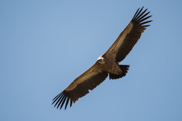 Stunning bird photo. Griffon vulture (Gyps fulvus). Flying bird on the blue sky